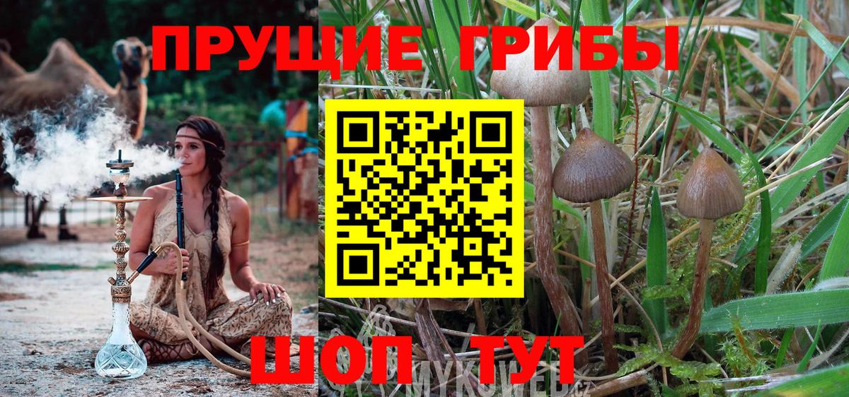 Галлюциногенные грибы GOLDEN TEACHER  Галлюциногенные грибы Psilocybine cubensis  Маркс  Вход с VPN 